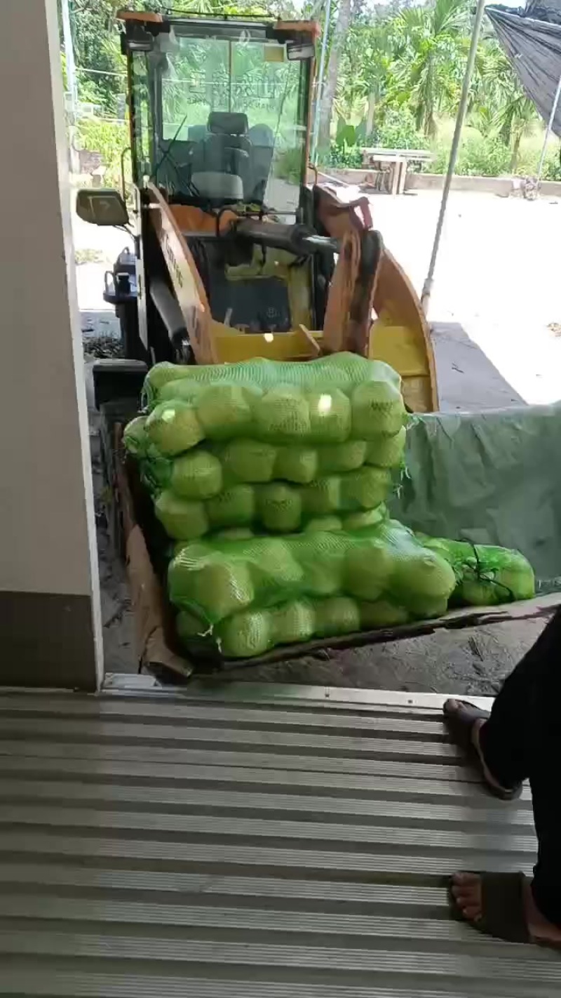 海南椰子