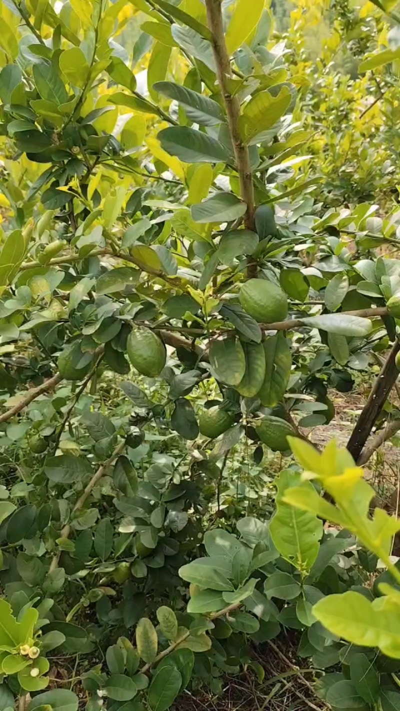 香水柠檬