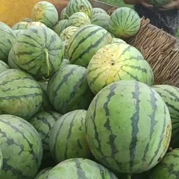 路天美都