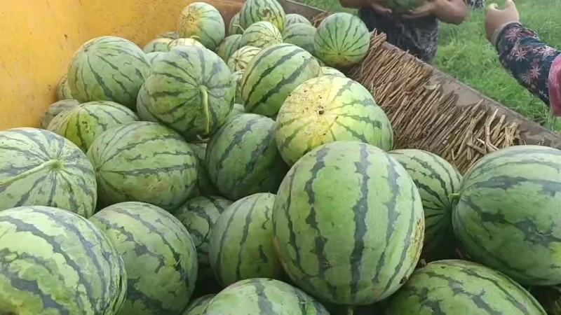 路天美都