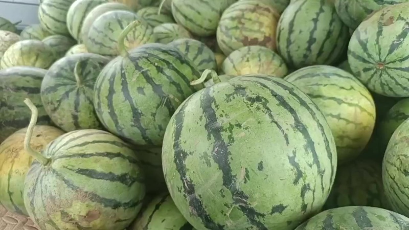 路天美都