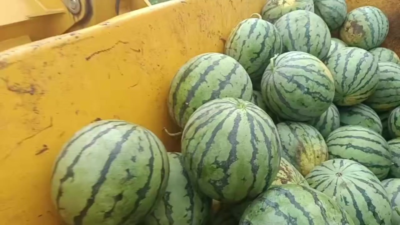 路天美都