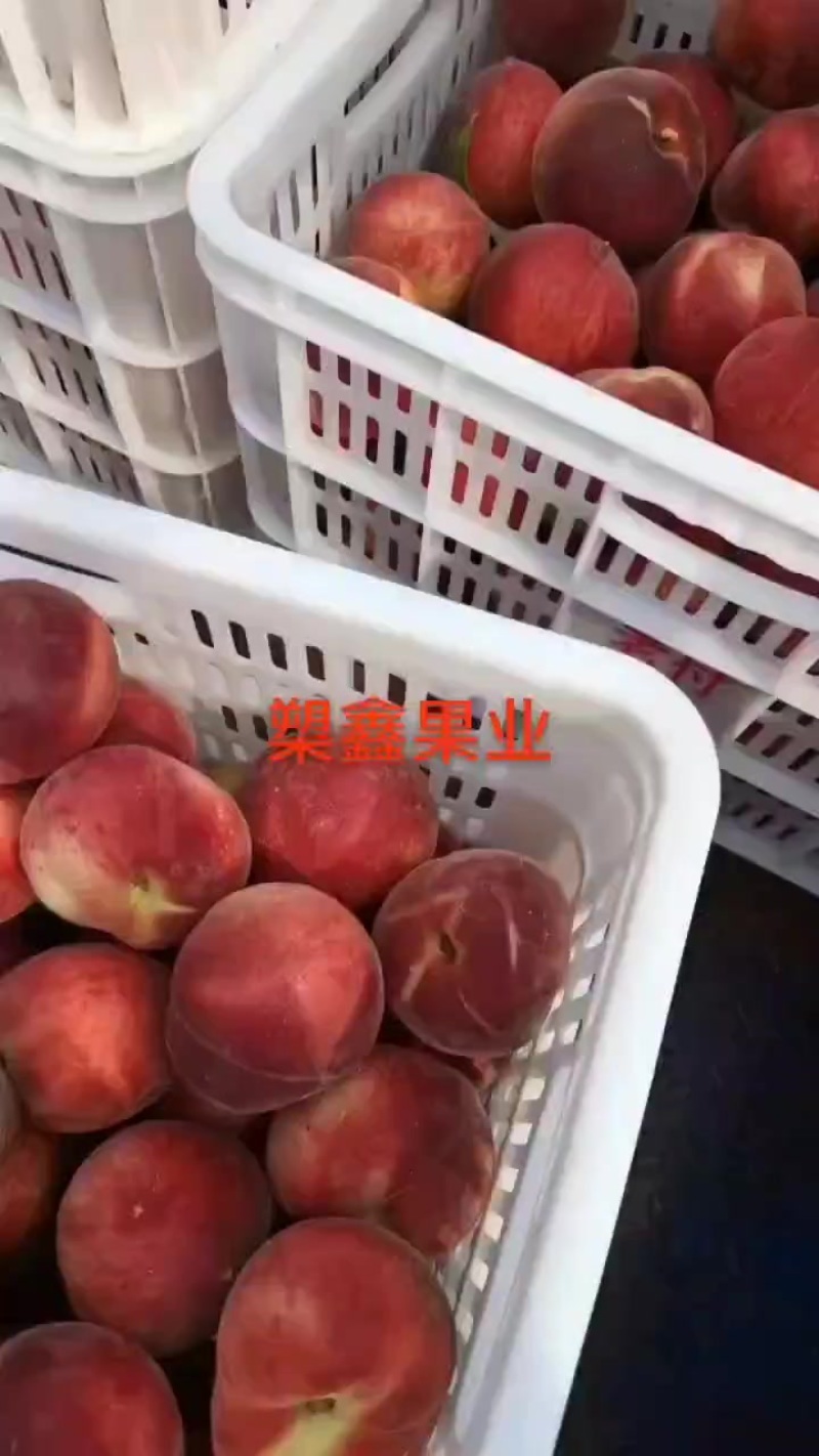 大连毛桃油桃
