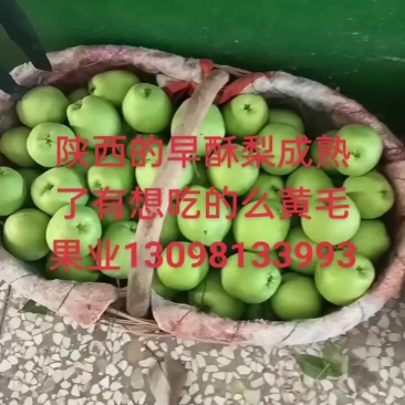 早酥梨