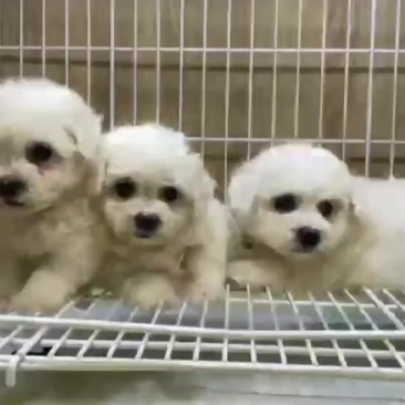 精品比熊犬幼犬大小规格都有