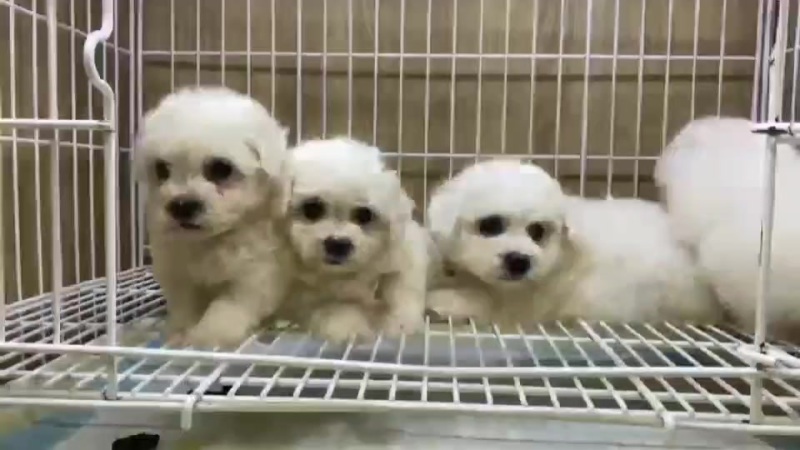 精品比熊犬幼犬大小规格都有