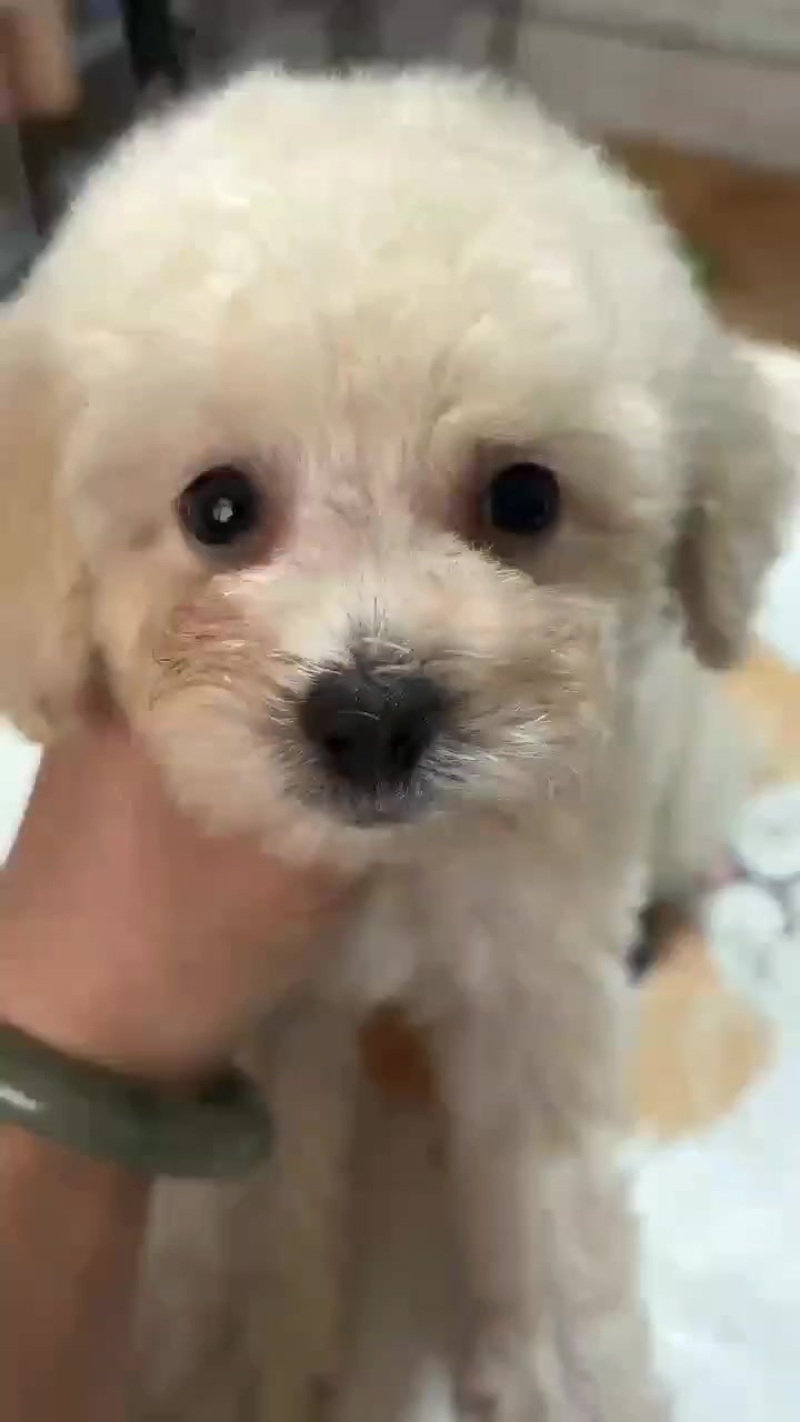 精品比熊犬幼犬大小规格都有