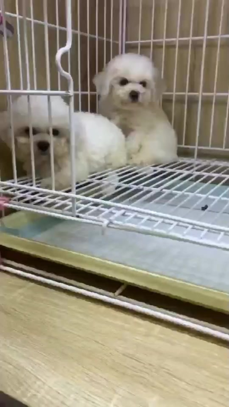 精品比熊犬幼犬大小规格都有