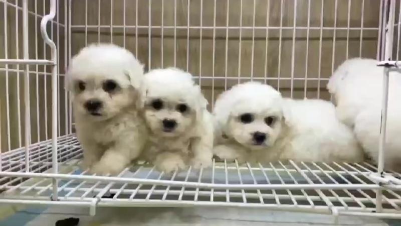 精品比熊犬幼犬大小规格都有
