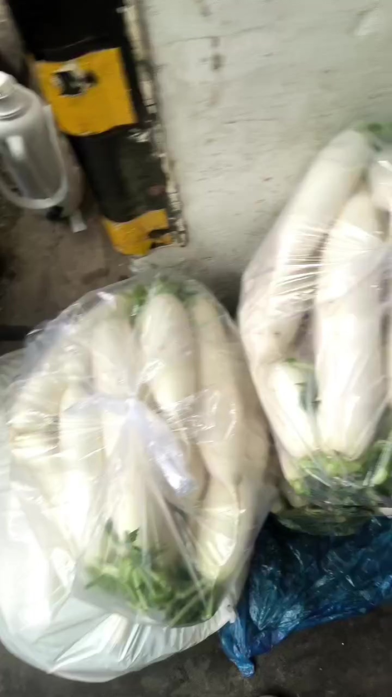 商品白萝卜当工厂货卖。20吨现货打冷水洗