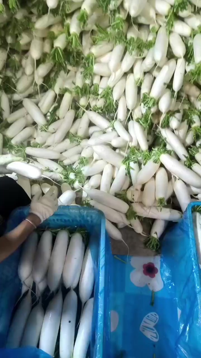 商品白萝卜当工厂货卖。20吨现货打冷水洗