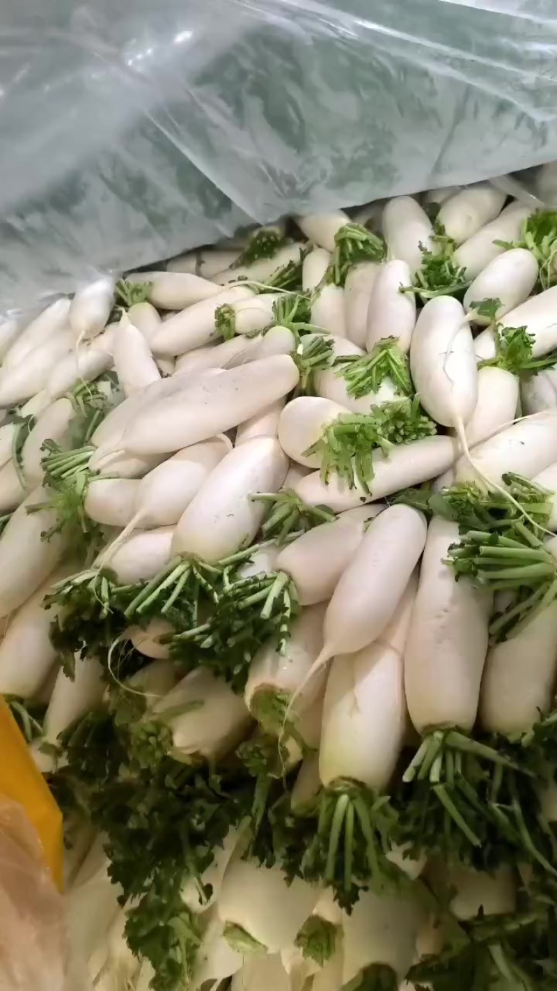 商品白萝卜当工厂货卖。20吨现货打冷水洗
