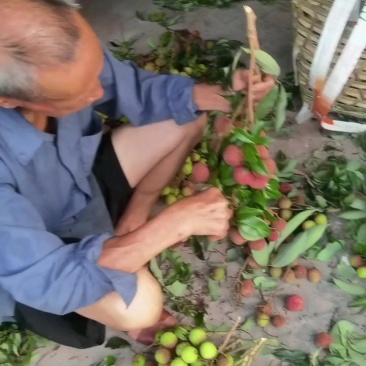合江晚熟荔枝