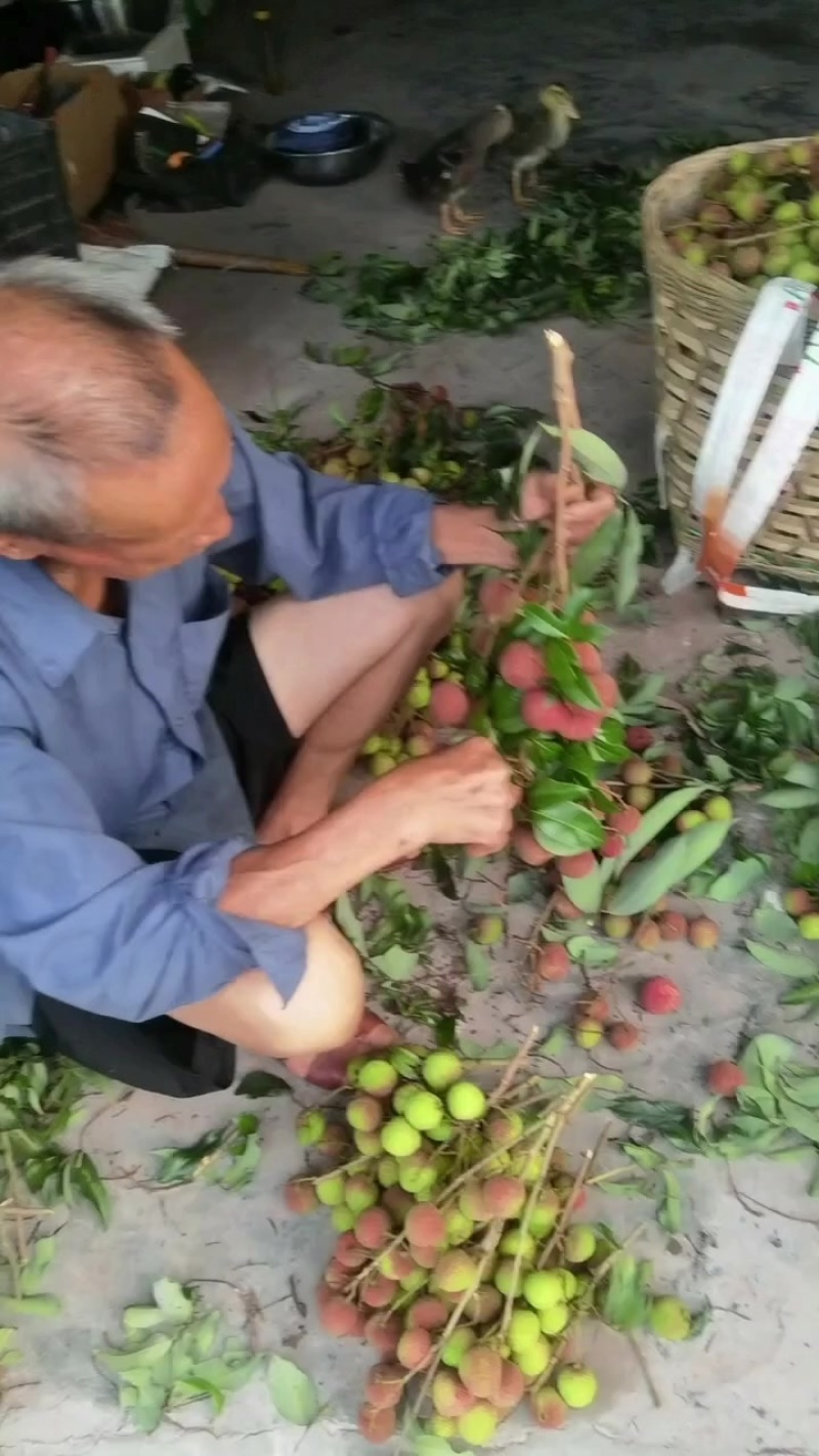 合江晚熟荔枝