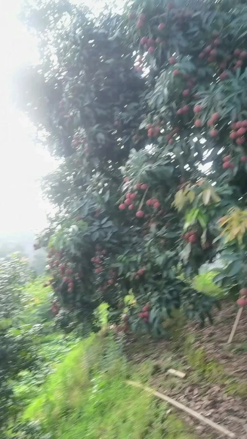 合江晚熟荔枝