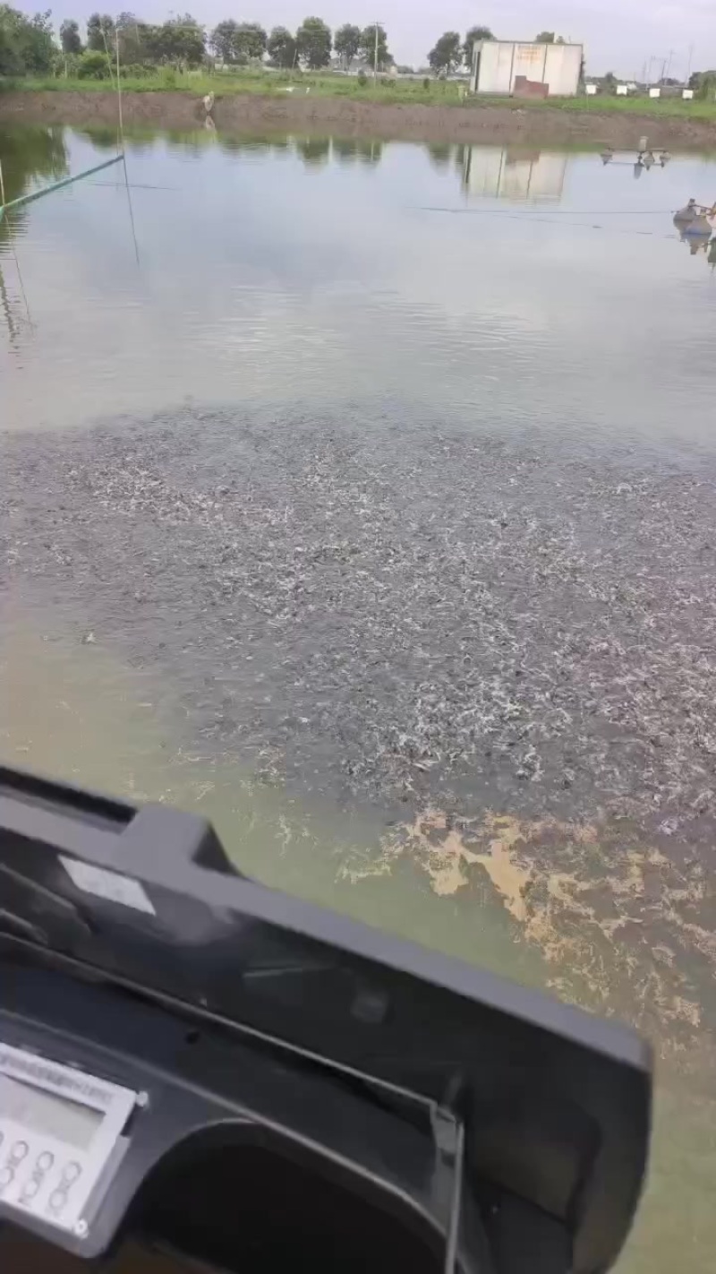 黄颡鱼鱼苗
