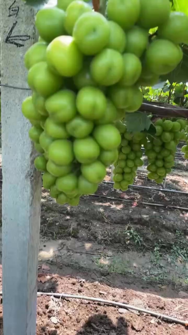 阳光玫瑰，底糖15+