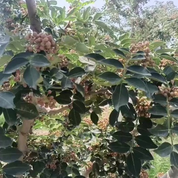 青花椒