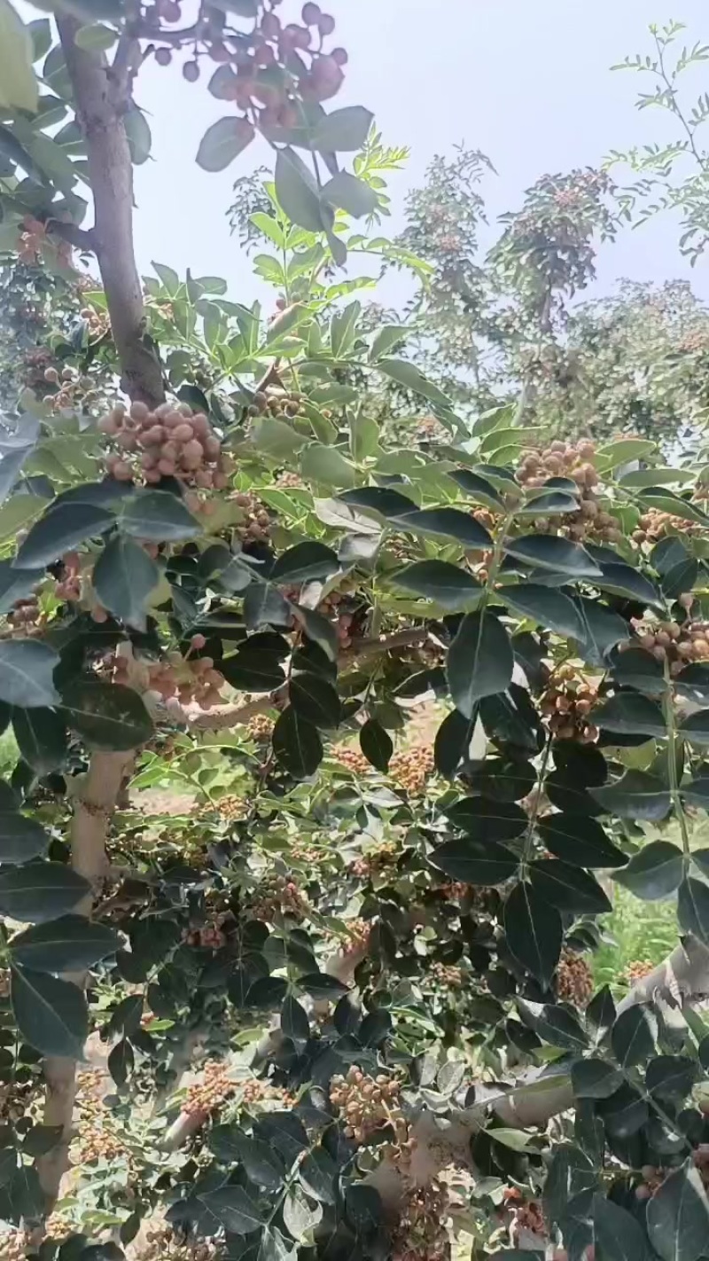 青花椒
