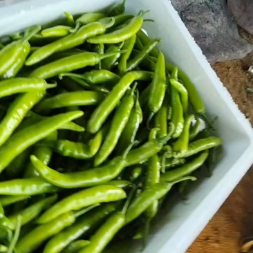 山东烟台露天杭椒大量上市薄皮杭椒