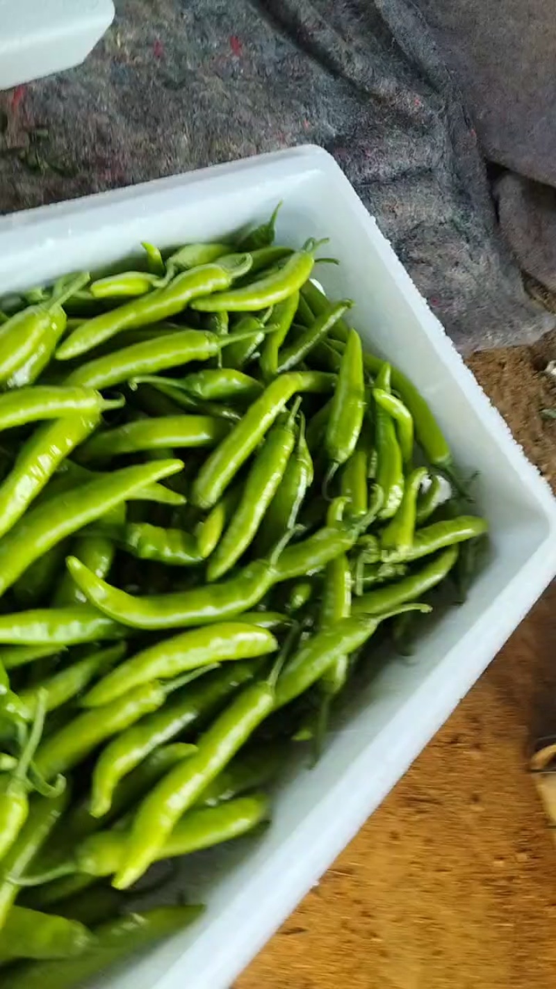 山东烟台露天杭椒大量上市薄皮杭椒
