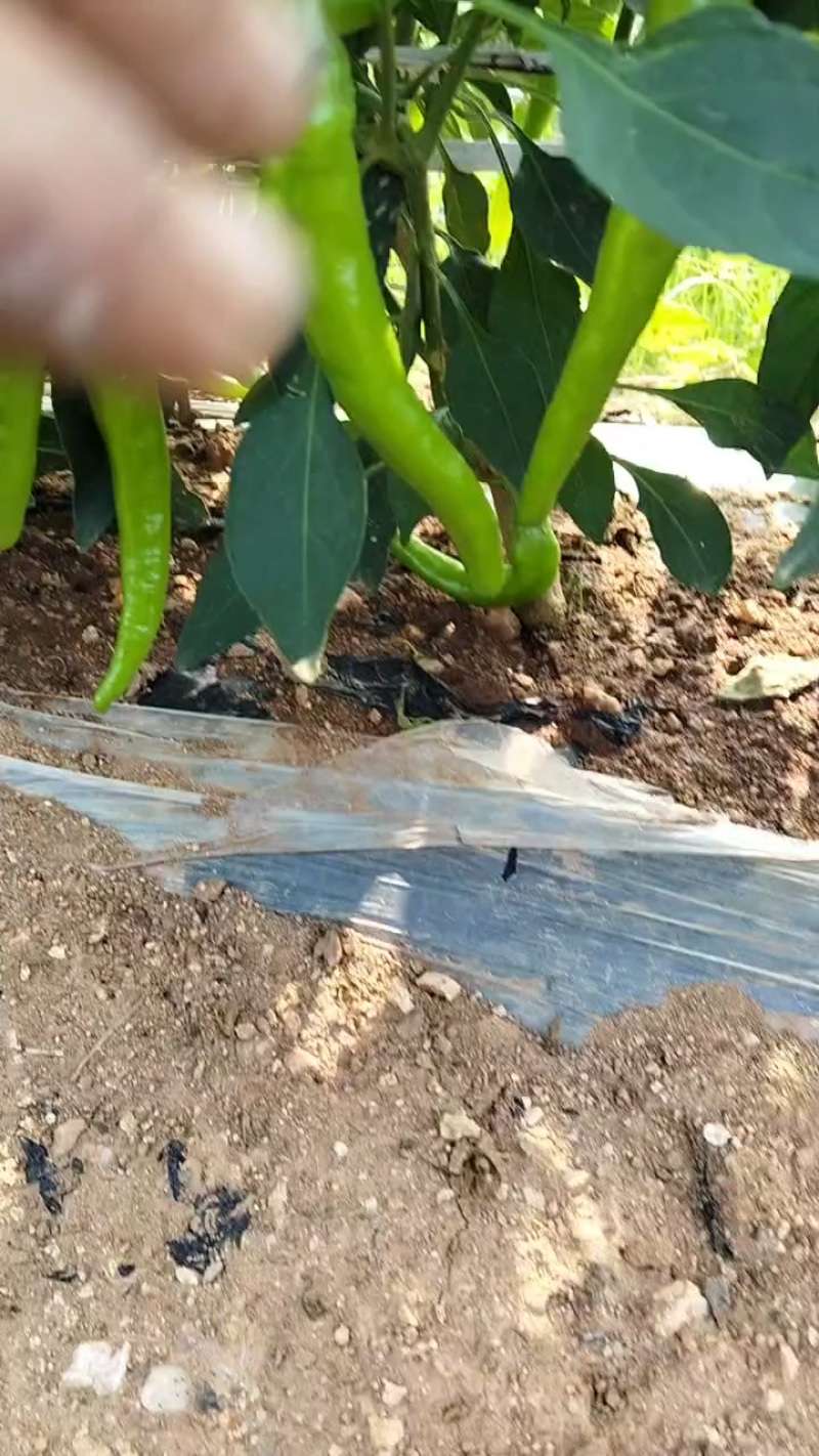 山东烟台露天杭椒大量上市薄皮杭椒
