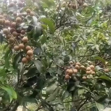 龙眼