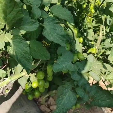 宁夏小番茄