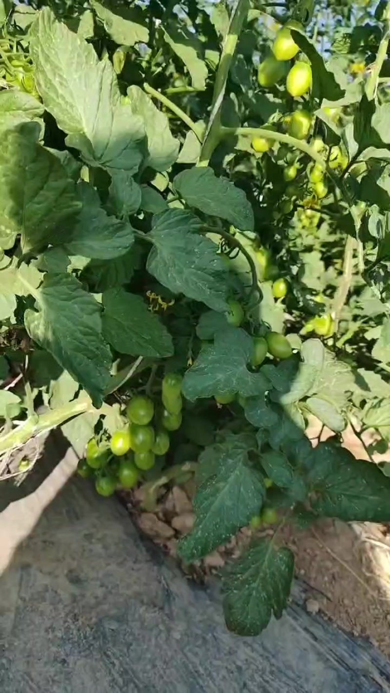 宁夏小番茄