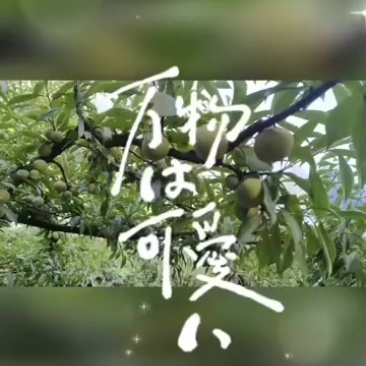 青脆李中熟