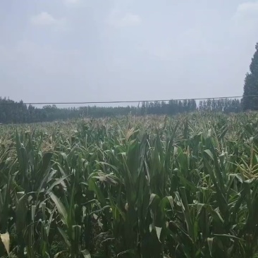玉米