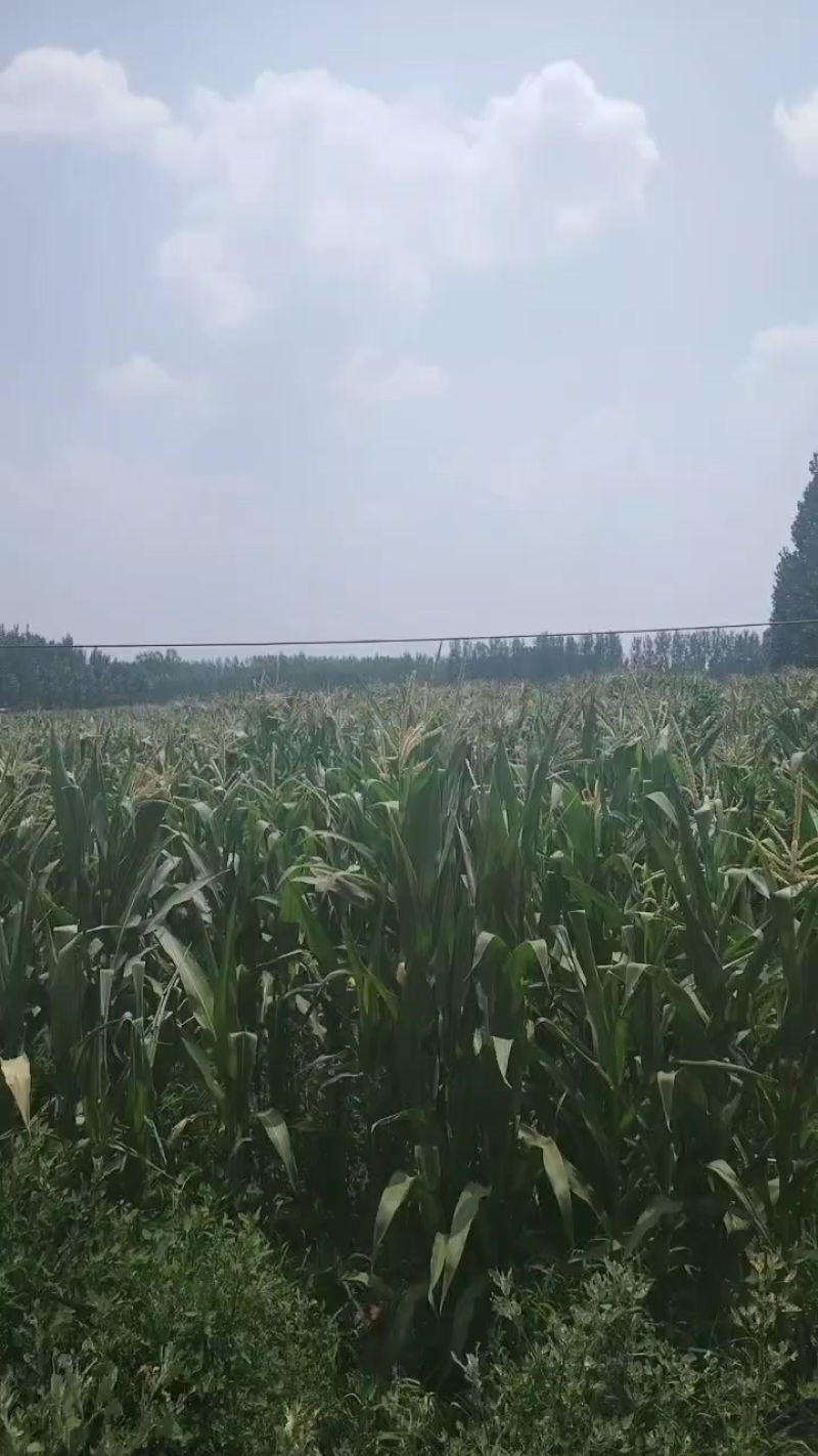 玉米