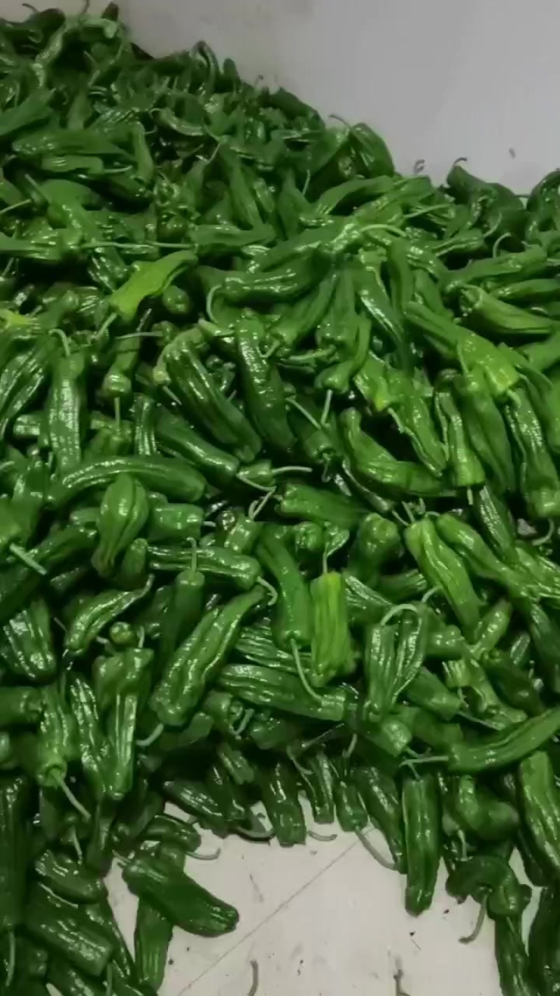 芜湖椒。大量供应市场