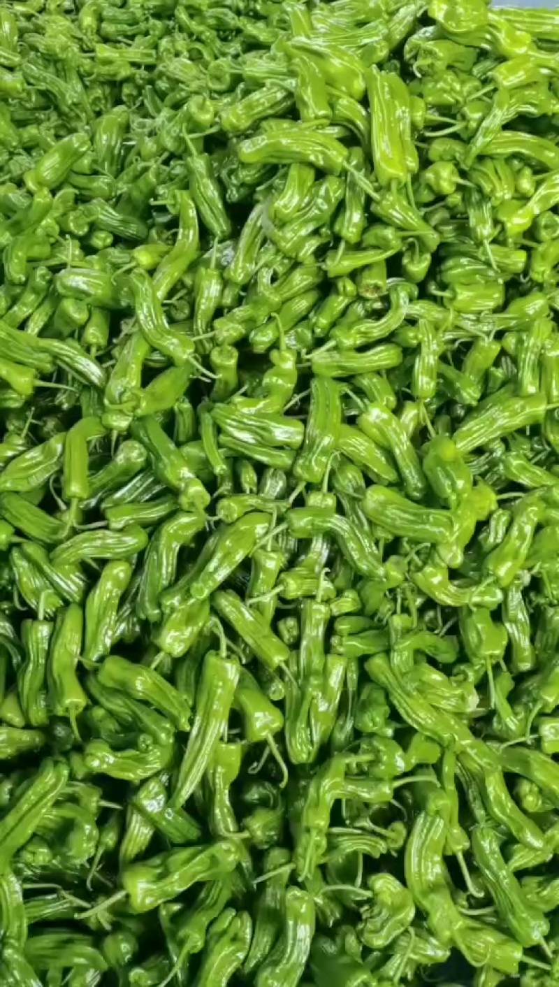 芜湖椒。大量供应市场
