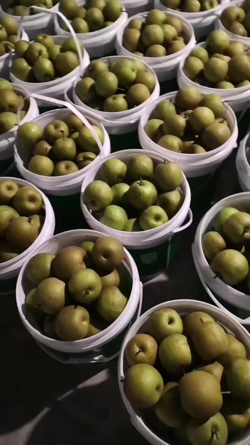 翠冠梨