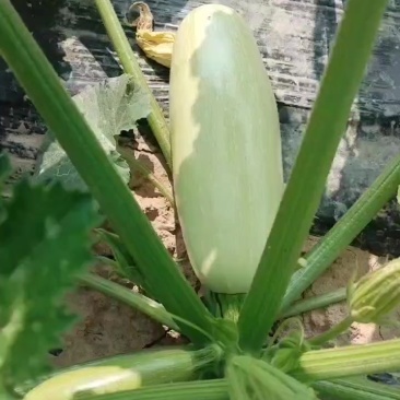 西葫芦