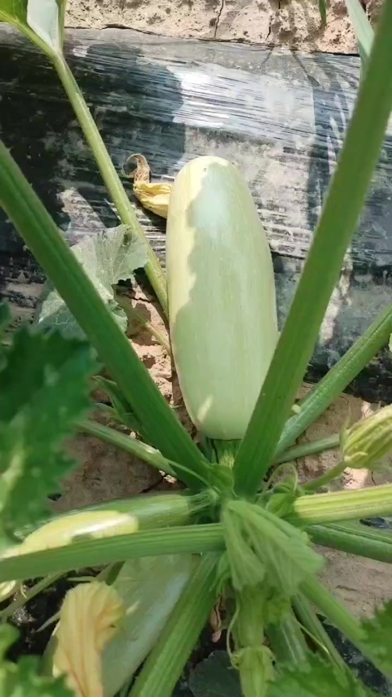 西葫芦