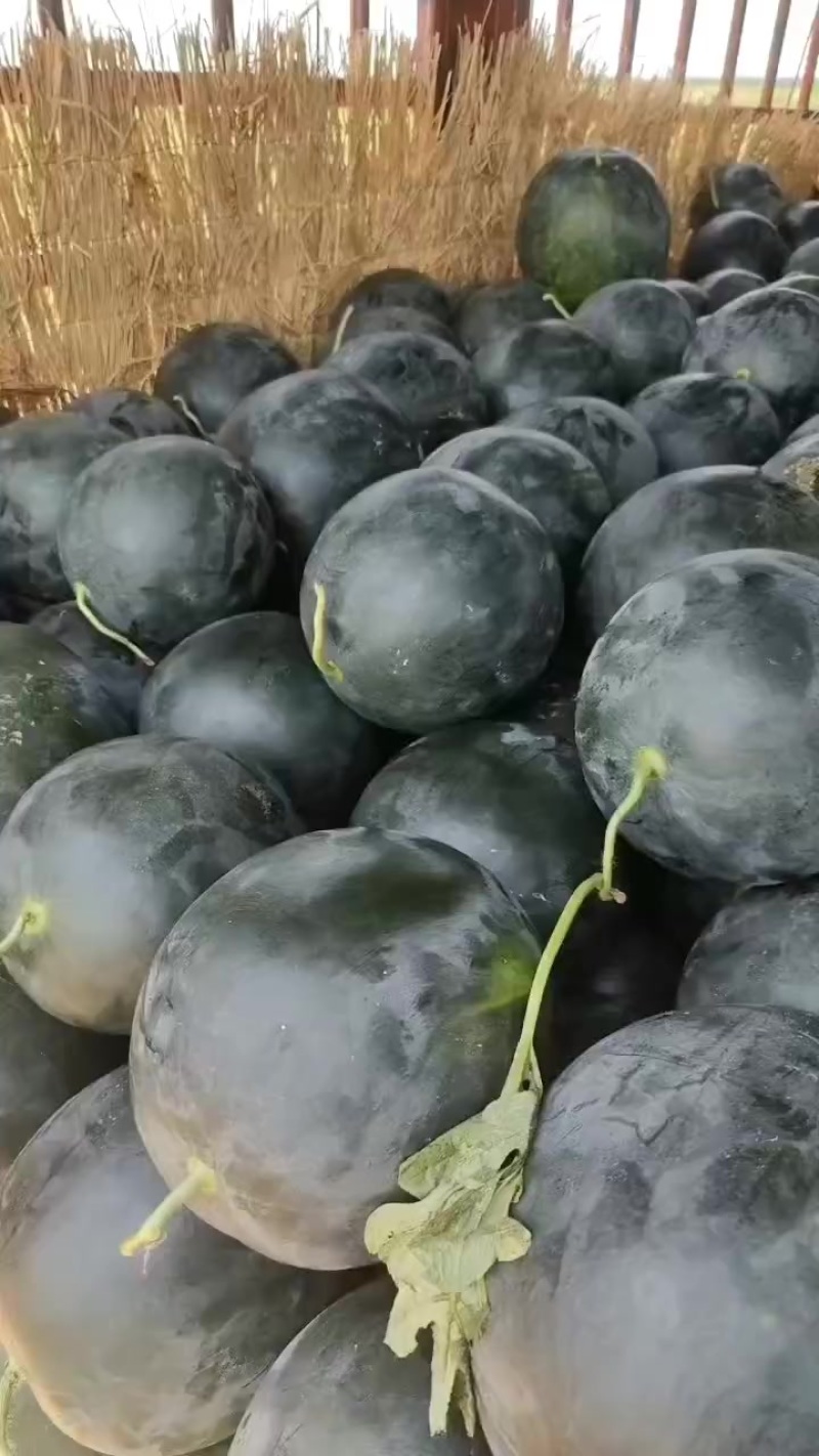 毛毛钱的黑皮无子西瓜