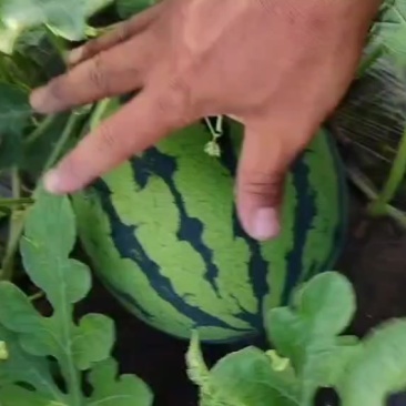 西瓜