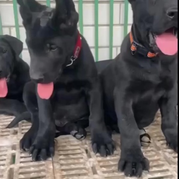 精品黑狼犬