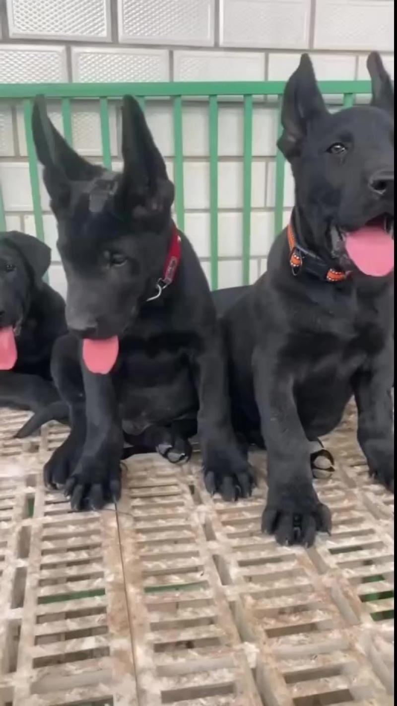 精品黑狼犬