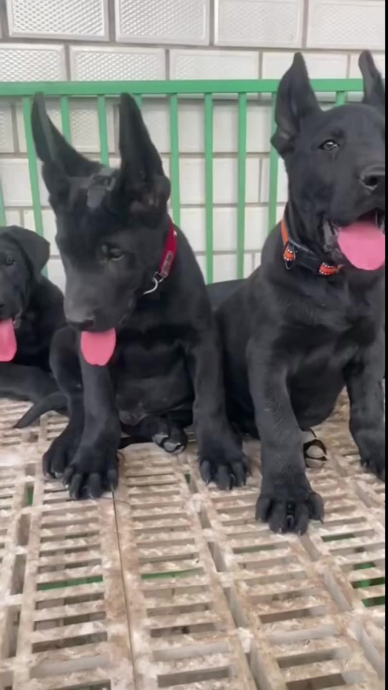 精品黑狼犬