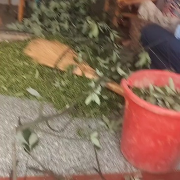 山胡椒