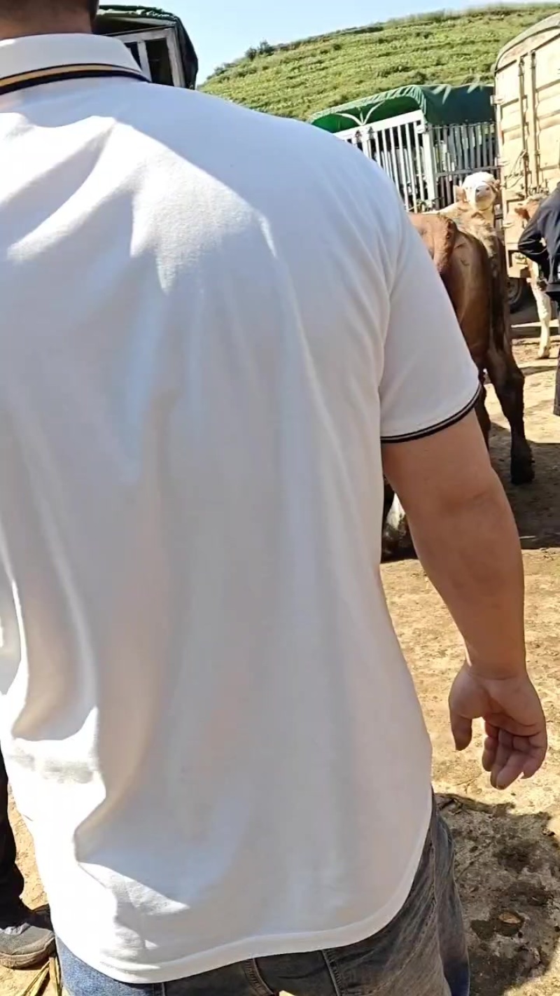 牛
