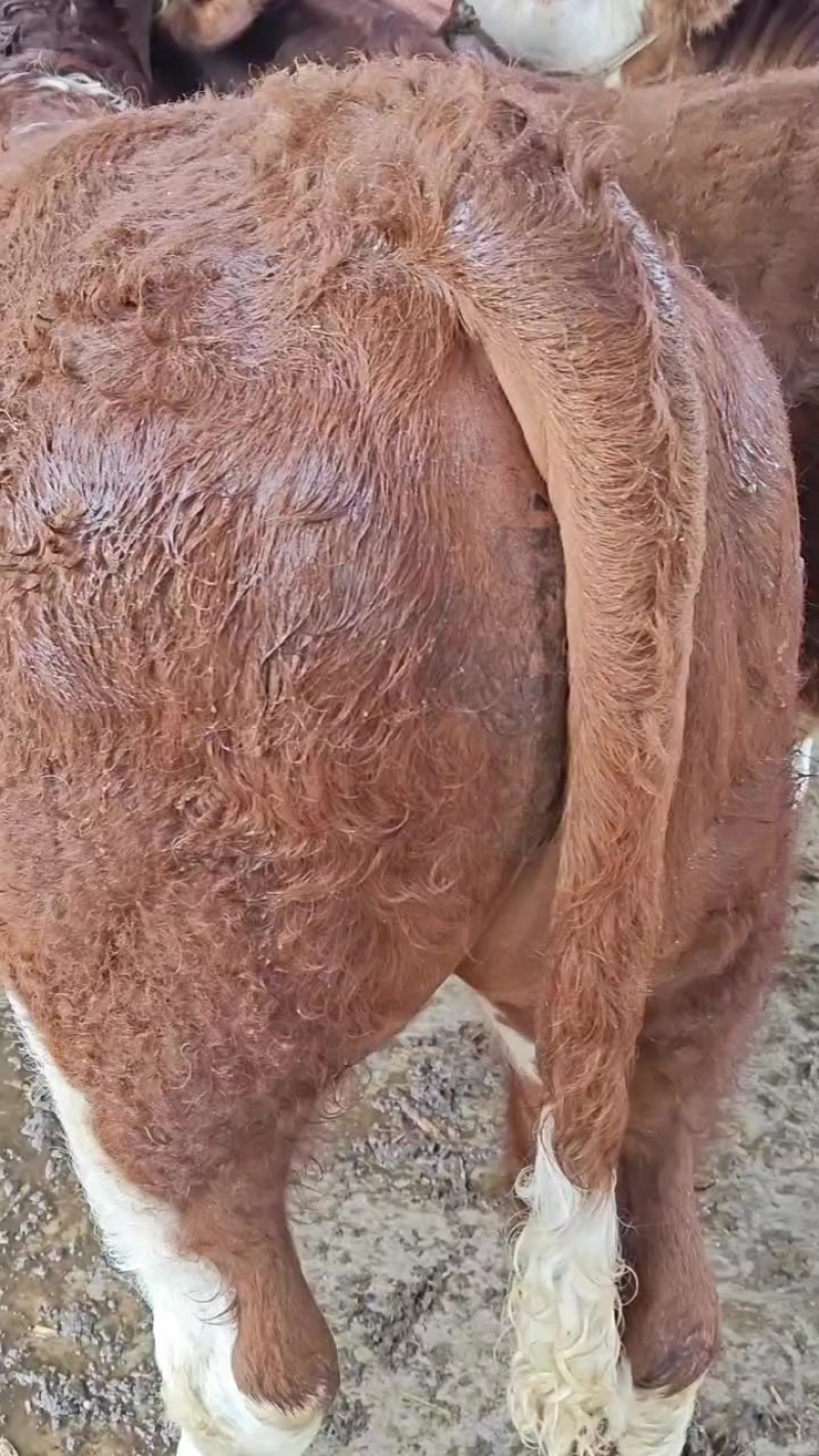 牛