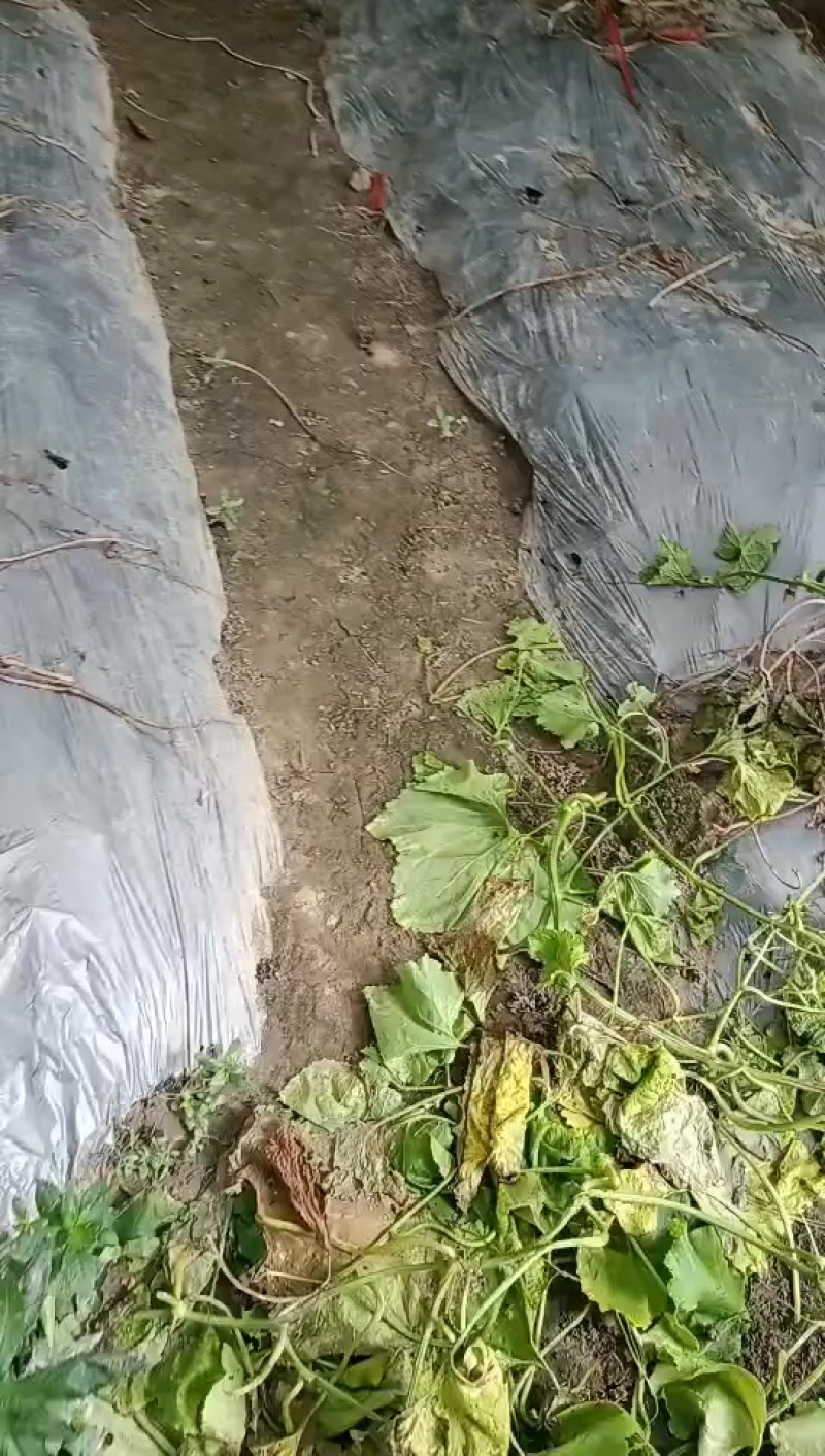 白冬瓜