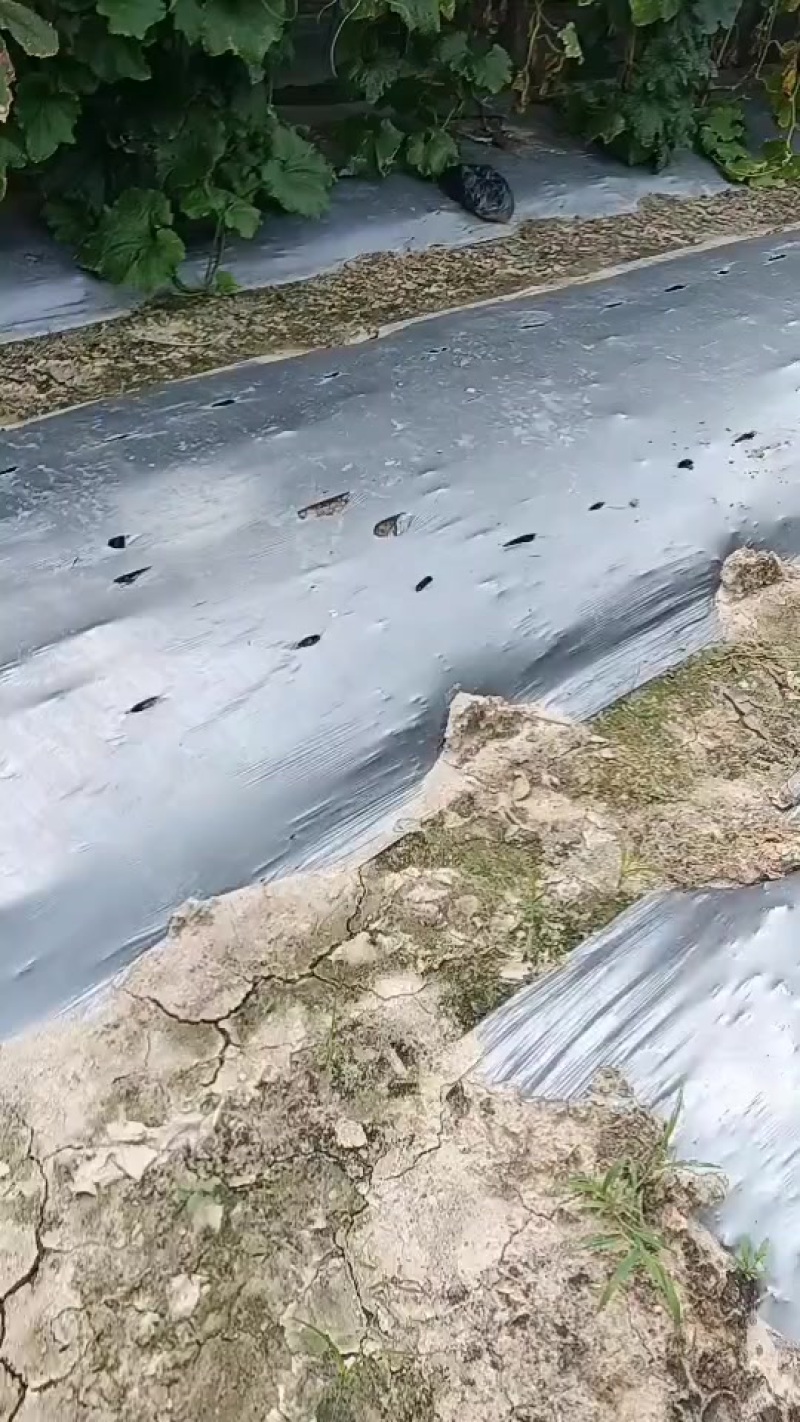 白冬瓜