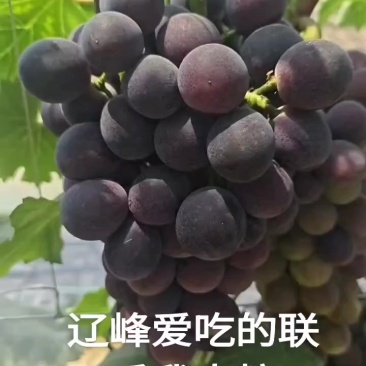 辽宁辽峰葡萄