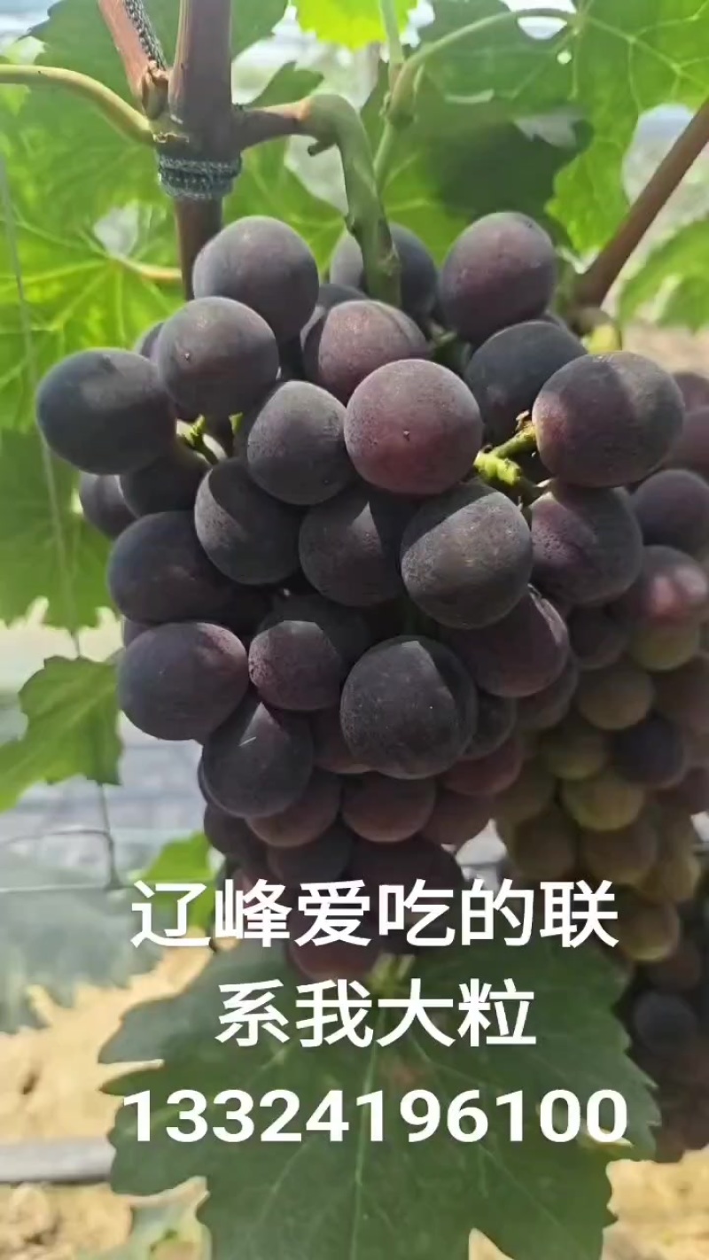 辽宁辽峰葡萄