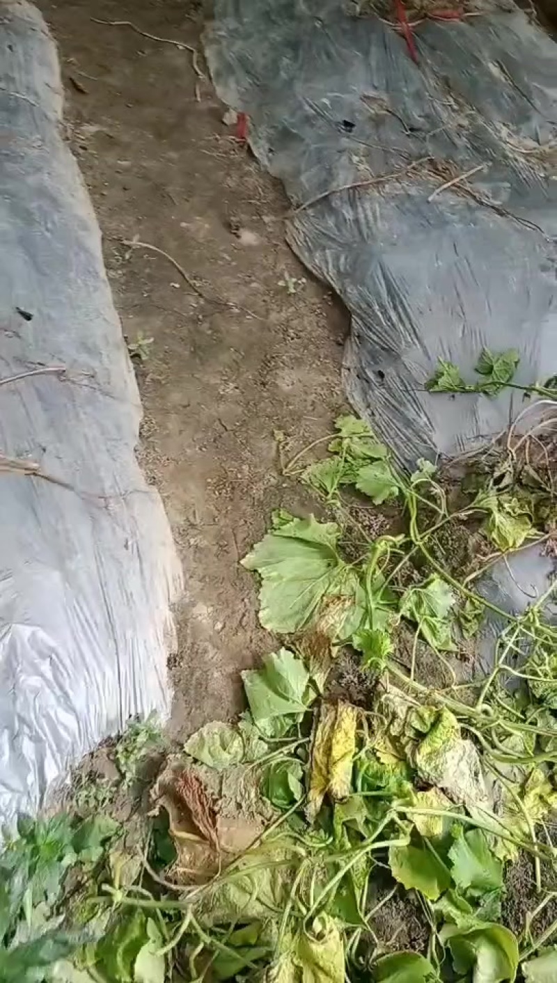白冬瓜